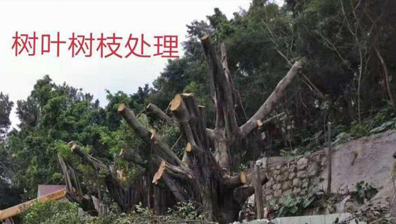 園林樹(shù)木修枝砍伐