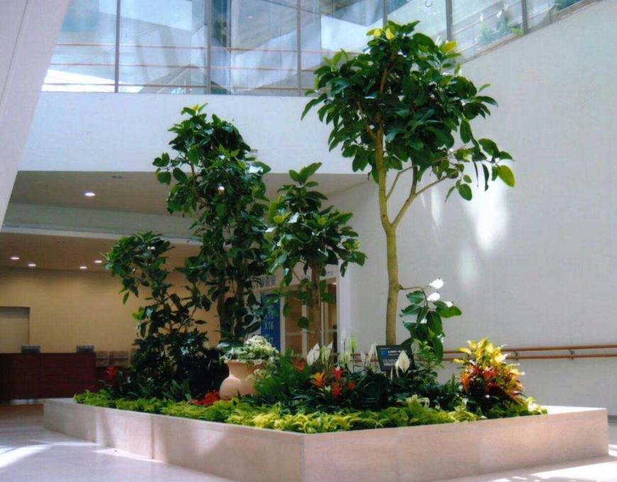 會務(wù)綠植租擺