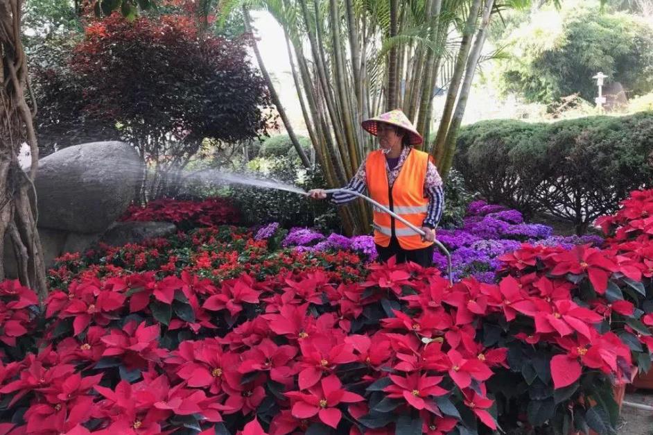 公園花草租擺養(yǎng)護